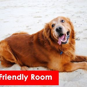 Pet Friendly Room Two Queen Beds